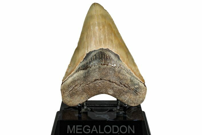 Fossil Megalodon Tooth - North Carolina #328422